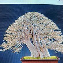 竹葉石- 比價撿便宜- 優惠與推薦- 2026年7月