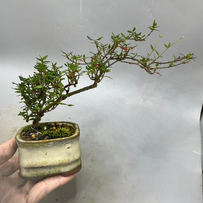 縮緬葛　盆栽　小品盆栽 陶樹坊】日本縮緬葛(小品) | Yahoo拍賣