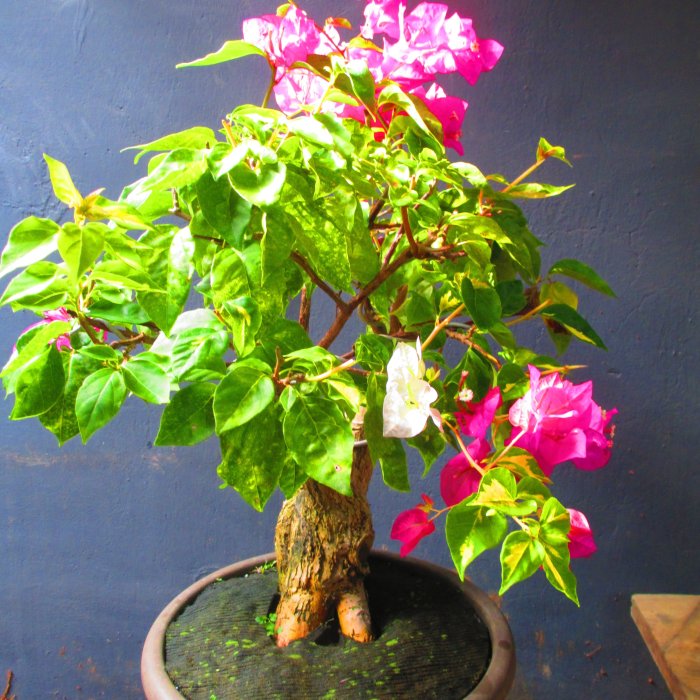 九重　盆栽 羅軒盆栽工作坊--九重葛編號：1736 | Yahoo拍賣