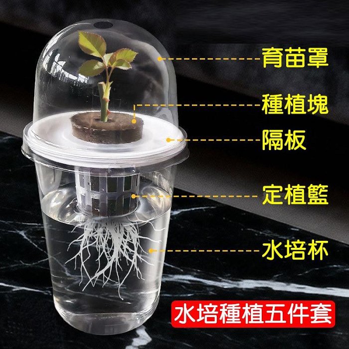 【珍愛頌】N693 育苗杯五件套 水培杯 水培種子花盆 水培花盆 水耕瓶 育苗盆 塑膠花盆 水培瓶 水養植物瓶 水耕盆栽