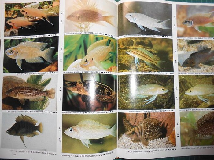 多種品種精美絕倫的特寫~《淡水觀賞魚中文版第四版~DR. AXELROD'S