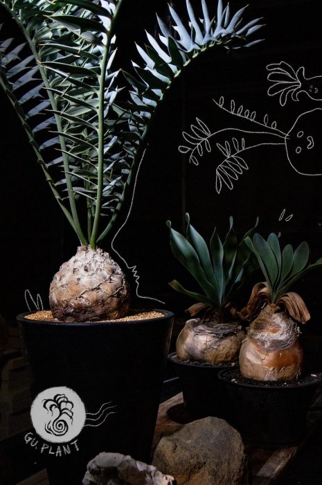 pachypodium windsorii的價格推薦- 2026年5月| 比價比個夠BigGo
