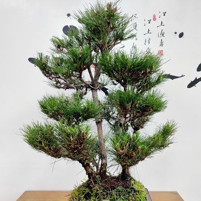 三河盆栽　杜松　盆栽 三河盆栽 杜松 盆栽 【公式通販】