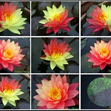 水世界蓮花~榮獲2010 世界冠軍之耐寒系睡蓮(觀音蓮)Wanvisa 成株(中文