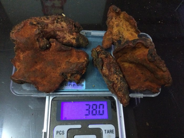 野生牛樟椴木牛樟芝. 一兩5000 .(37.5公克) 現貨供應 低溫宅配200