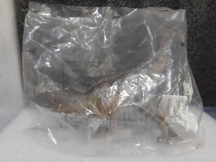 正版 papo 55032 食肉牛龍