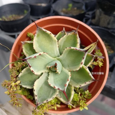 頂上花藝} 吉祥冠覆輪龍舌蘭/ 風水招財植物/ 超耐旱/懶人美物| Yahoo拍賣