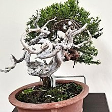 春秋盆栽~ 中品日本系魚川老真柏(A296) 高級盆栽| Yahoo拍賣