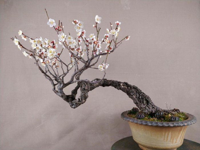 甲州野梅 甲州野梅 白一重 山木 甲州野梅 白一重 甲州野