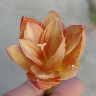 埃及豔后 頂上花藝