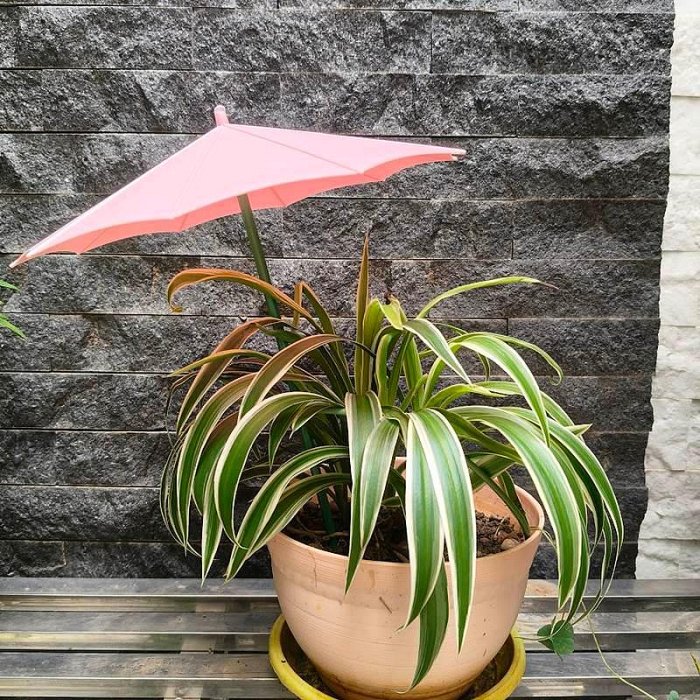 【珍愛頌】N720 植物保護傘 裝飾傘 遮陽傘 防曬傘 保護罩 植物遮雨罩 植物防曬罩 植物遮陽傘 植物雨傘 植物防護傘