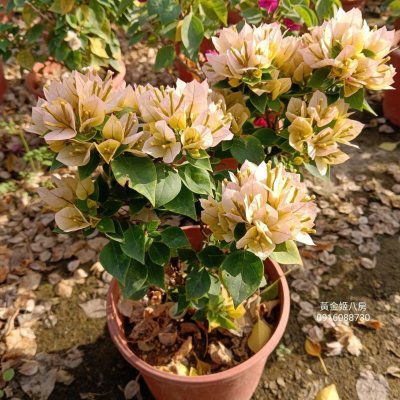 黃金姬八房 頂上花藝