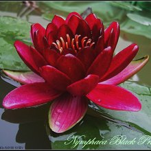 水世界蓮花~耐寒系睡蓮頂級進口黑觀音之㊣ 黑色公主(成株) | Yahoo拍賣
