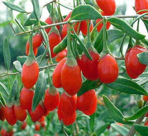 [幸福植物園]南方枸杞苗(全株可用)(售完勿下) | Yahoo拍賣
