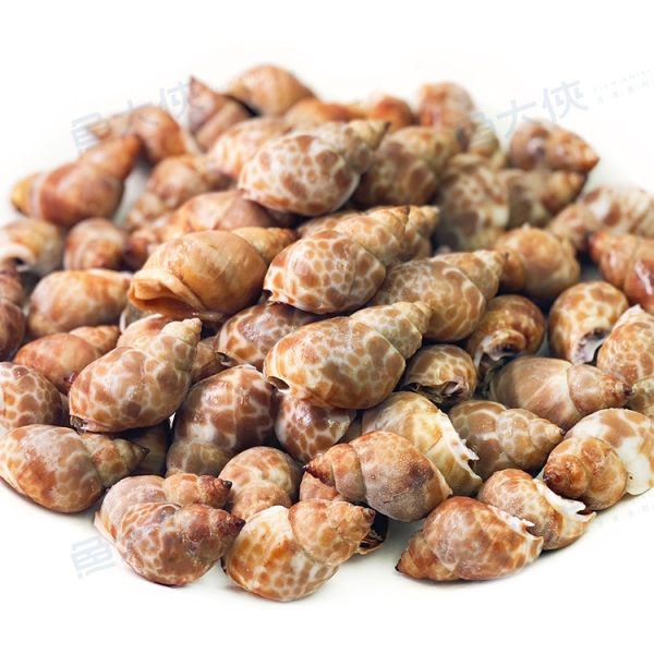 生凍-帶殼鳳螺(2kg/包)#帶殼-1H3B【魚大俠】BC027 | 貝類/鮑魚/蠔/蚵