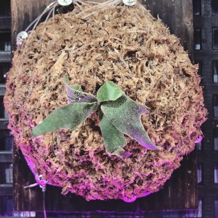 メイミナ様メルカリ便P.willinckii’Jade Girl’spore 2 800x.jpg?