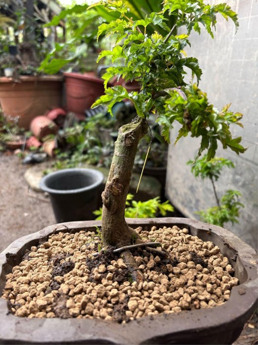 日本紅楓樹小品盆栽名字叫做獅子頭！造型漂亮，搭配紫砂花盆好