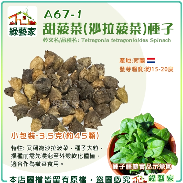 【綠藝家】A67-1.甜菠菜(沙拉波菜)種子3.5克(約45顆) 產地荷蘭 // 葉菜種子 蔬菜種子
