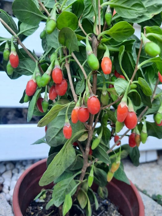 【寧夏無刺枸杞】盆栽苗木專賣 | 豐產 | 養身樹苗 | 新手種植推薦 | 皇家果樹園 | | Yahoo拍賣