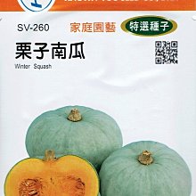 四季園 栗子南瓜 Winter Squash (sv-260) 【蔬菜種子】農友種苗特選種子 每包約6粒 果皮灰綠色 台中市