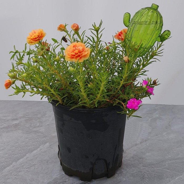 【珍愛頌】N155 仙人掌澆花器 滴水器 滲水器 懶人自動澆花器 自動補水器 多肉澆水器 自動澆花器 滴管澆水器 灌溉器