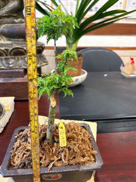 日本紅楓樹小品盆栽名字叫做獅子頭！造型漂亮，好種植喜歡半日照以上