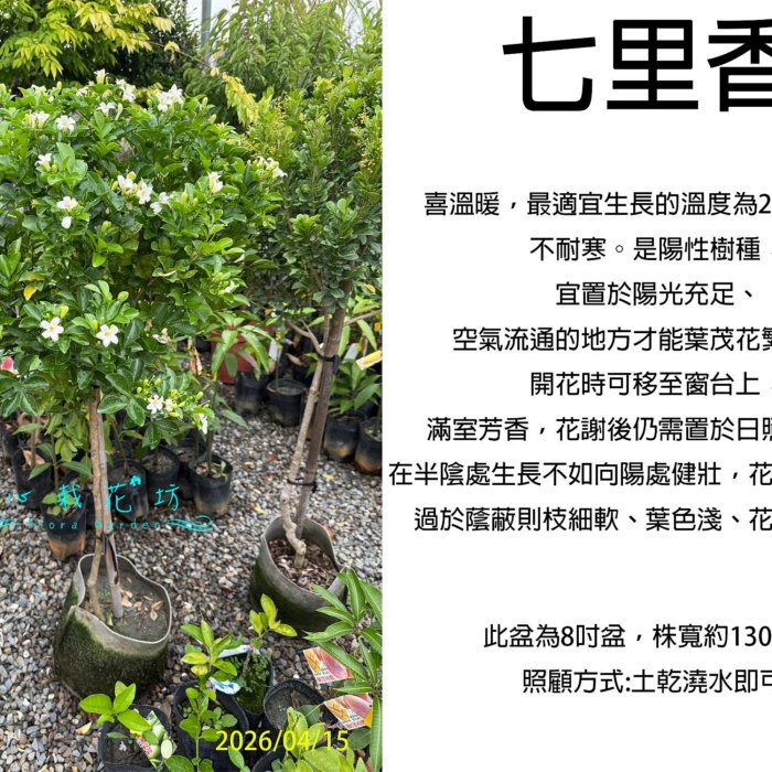 天然時代木 希少 横長 奥細 花梨 玉杢 瘤 四足 花台 香台 盆栽台 50