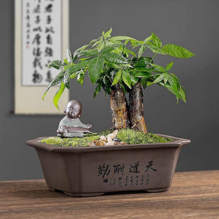 精品紫砂文竹盆栽復古綠植盆景盆長方形室內客廳桌面禪意盆帶托盤
