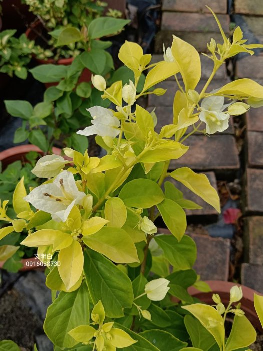 文明白 頂上花藝