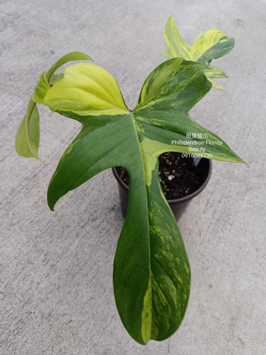 902 斑入P.(polypodioides x Florida Beauty)