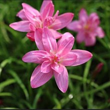M1185S 硯　　李朝　硯　蓮　蓮花 終於拍到蓮花清新照片～
