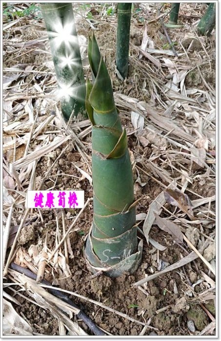 114年綠竹筍苗~~~小溪農園~~~ 綠竹苗| Yahoo拍賣