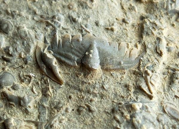 化石三葉蟲化石燕子石山東蟲化石（尾部）球結子2 | Yahoo拍賣