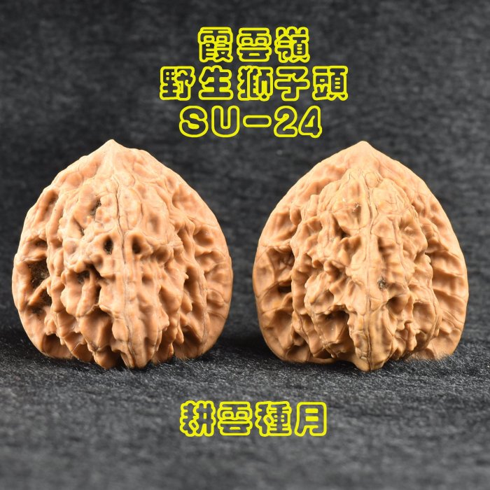 耕雲種月】 霞雲嶺野生獅子頭文玩核桃SU-24 1100元/對肚邊高約