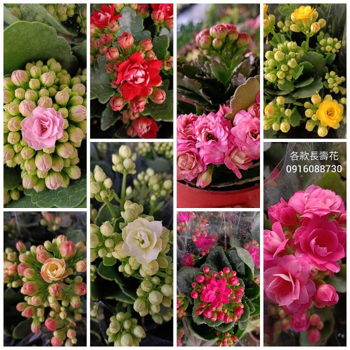 長壽花 頂上花藝