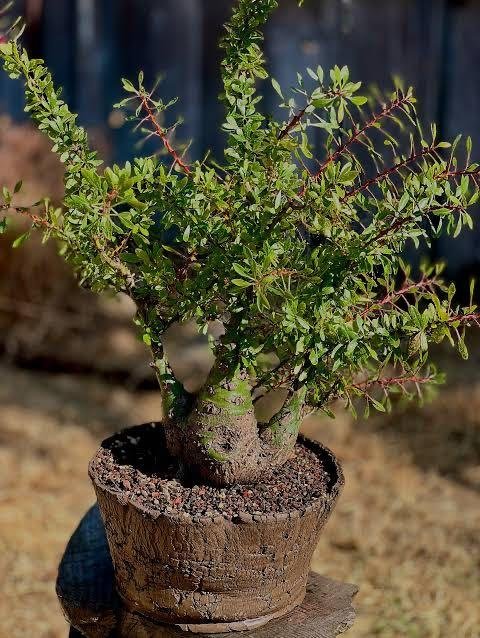F724 塊根植物 Fouquieria leonilae フォークイエリア レオニラエ実生