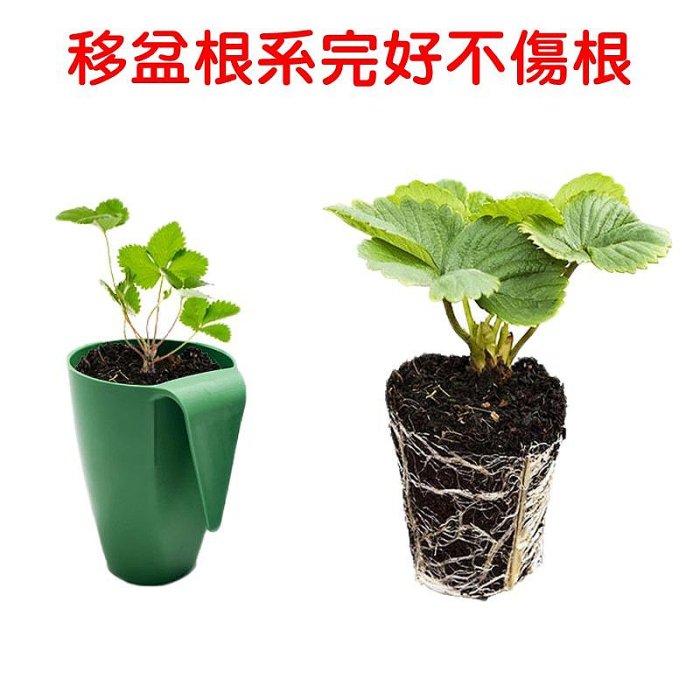 【珍愛頌】N412 草莓育苗杯 草莓種殖杯 外掛草莓育苗盆 草莓繁殖杯 草莓走徑繁殖杯 育苗杯 掛壁式繁殖杯 多肉育苗杯