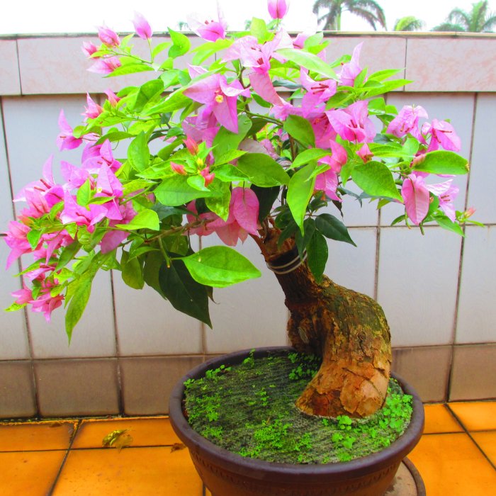 碧羅軒盆栽工作坊-- 九重葛推廣培植場--九重葛編號：1687 | Yahoo拍賣