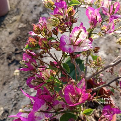 末代皇帝 頂上花藝