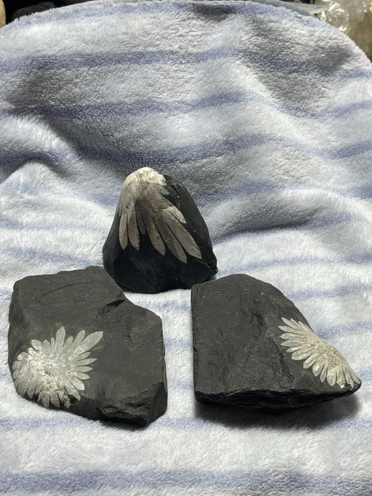 菊花石　鑑賞石　盆栽 天然 菊花石 610g ☆ 鑑賞石 菊花石 盆栽