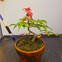 槭樹庭院】日本楓樹盆栽-紅乙女| Yahoo拍賣