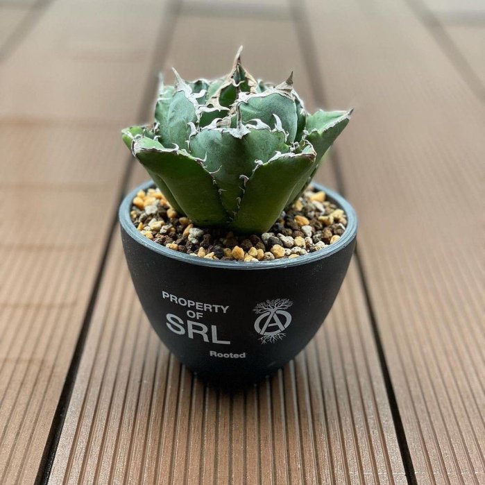 M L neighborhood SRL ROUND P-PLANT POT 鉢 希望商店】 NEIGHBORHOOD SRL.ROUND-M/P-PLANT POT 21SS 中型