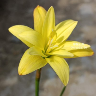 檸檬石英 頂上花藝