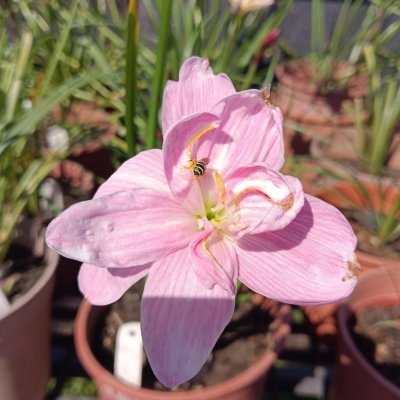 蝴蝶夫人 頂上花藝