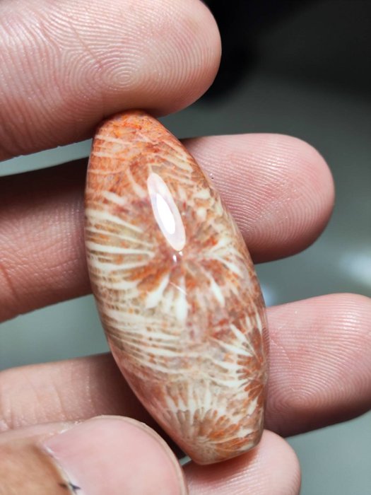 菊花石 薄紅色 菊花石 薄紅色