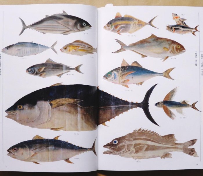江戶の圖譜魚(平裝) 日本畫魚譜狩野博幸| Yahoo拍賣