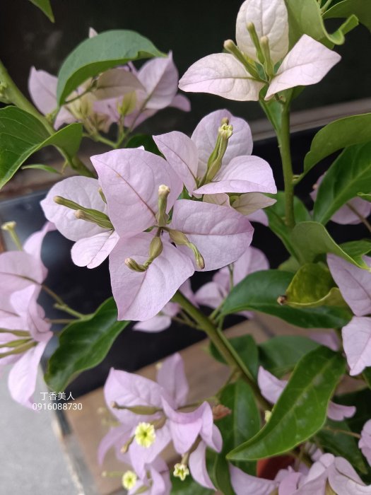 丁香美人 頂上花藝