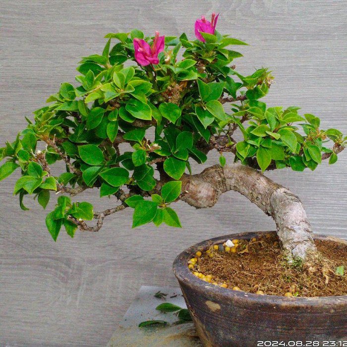 展覽級【八房無刺九重葛精緻小品盆栽】※吉祥開運樹種→老度佳、完整無