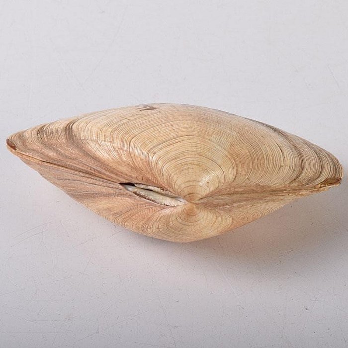 茶道具　金蒔絵　裏千家　十四代　淡々斎花押　あさり香合　時代箱　V　R8470 茶道具金蒔繪裏千家十四代淡淡齋花押あさり香合時代箱VR8470 | Yahoo拍賣