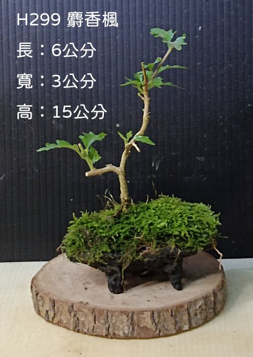 楓盆栽的價格推薦- 2025年10月| 比價比個夠BigGo